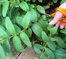 She gathers leafy branches from her garden for the most beautiful fall decor idea yet