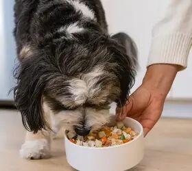 Could Switching Your Dog's Food Add Years to Their Life?
