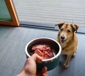 What If the Key to Your Dog's Long, Healthy Life Is Already in Their Bowl?