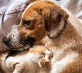 Pet peace of mind for free? Yes, please.