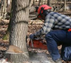 cutting down a tree, gardening, Cutting down a tree Safety information