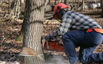 Cutting Down a Tree