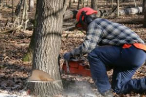 cutting down a tree, gardening, Cutting down a tree Safety information