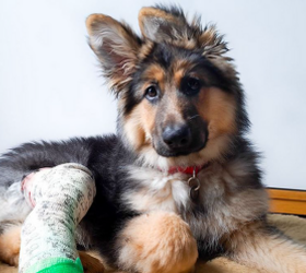 Pet peace of mind for free? Yes, please.