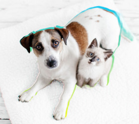 Protect against rising vet costs with pet insurance