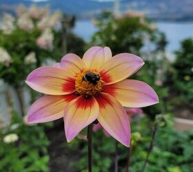Growing Dahlias From Seed (It's Easier Than You Think)
