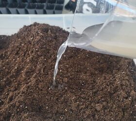 This gardening pro shows you the easy way to grow dahlias this spring