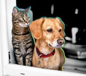 Protect against rising vet costs with pet insurance