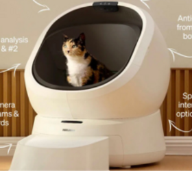 Can a Litter Box Actually Help You Spot Health Issues Early?