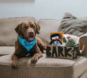 The Best Dog Subscription Boxes with Free Toys for a Year