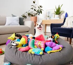 Which Dog Subscription Box is Right for Your Pup? Here's What You Need to Know!