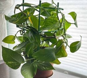 How to Create a Tomato Cage Philodendron Topiary