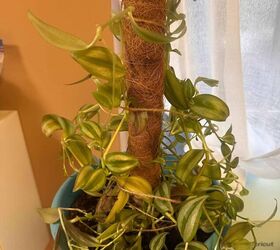 How to Make Coconut Stake Ivy Topiary for an Indoor Succulent Ivy