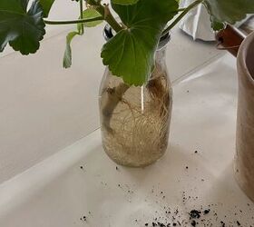 Here's how the pros propagate geraniums (it's actually easier than we thought!)