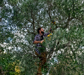 You’ve Been Lied To: Extra Virgin Olive Oil Is the Best Oil for Cooking—Here’s Why