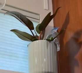 How to keep houseplants alive for a week without watering