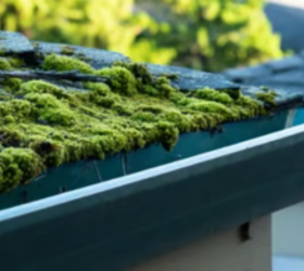 How To Prevent Moss?