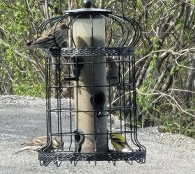 Bird Seed Catcher DIY: A Simple Fix for Messy Bird Feeders