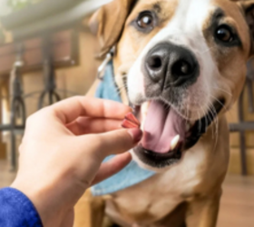 The Affordable Dog Treat That Doesn’t Feel Like a Compromise