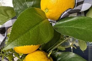 The uniquely wonderful way lemons can improve the look of your front door