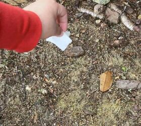 tea garden tricks, Sprinkling chamomile tea contents into garden soil to grow fragrant chamomile plants naturally