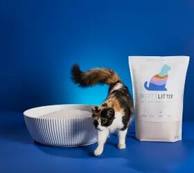 What can your cat’s litter tell you before your cat can?