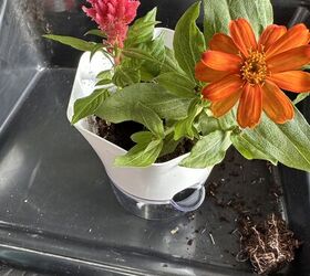 Keep your plants alive for longer on your windowsill with this smart watering technique