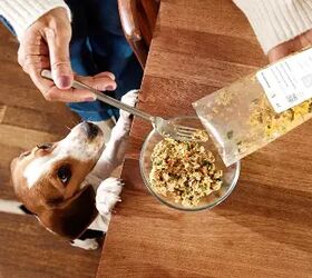 What If Your Dog’s Dinner Was Designed Like a Health Plan?