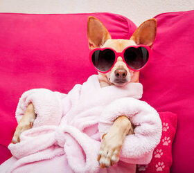 Spoil your pet this summer