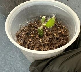Instead of a flowerpot, she did something SO much more creative with her tiny plants