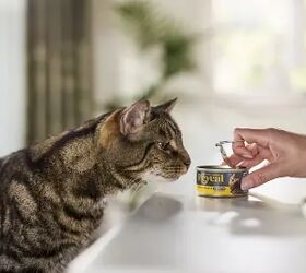 Picky Cat? This Protein-First Food Could Change Mealtime