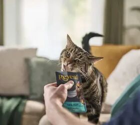 The Natural Wet Cat Food That Makes Mealtime Feel Premium