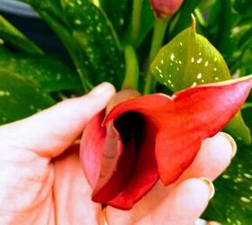 Don't cut back this common flower until you read this...
