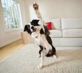 The pet supply run parents squeeze in before the school bell rings