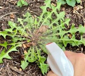 Kill weeds with THIS