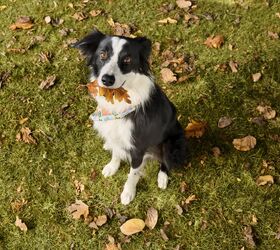 10x TreatsRewards Points on Top Paw Beds and Crates This Fall