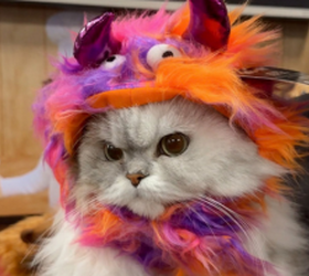 Your Cat Never Says Thank You. This Fall, Your Cat Food Run Finally Does.