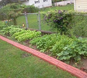 my large landscape project, flowers, gardening, landscape, My veggie garden along the back fence in backyard