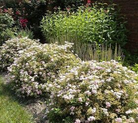 garden blooms june zone 6, container gardening, flowers, gardening, hibiscus, hydrangea, outdoor living, Spirea May June