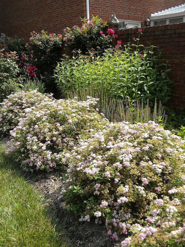 garden blooms june zone 6, container gardening, flowers, gardening, hibiscus, hydrangea, outdoor living, Spirea May June