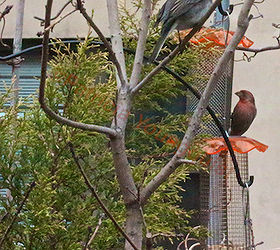 feeding birds niger seeds, outdoor living, pets animals, urban living, House Finch with Feeders The branches to the left belong to my Smokey Bush Info on this shrub is