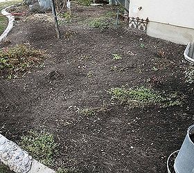 how to achieve a weed free cottage garden, flowers, gardening, Get out early Catch weeds before they have a chance to germinate