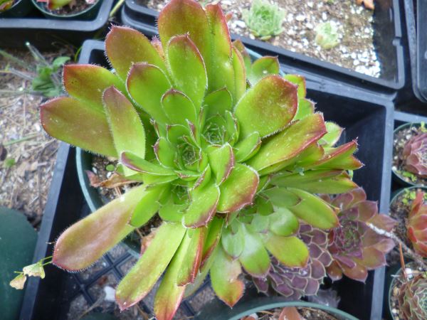 jovibarba heuffelii the odd hardy succulent out, flowers, gardening, succulents, The crown of the plant is full of new crowns in an interesting twist