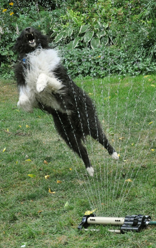 meet the three dogs in my garden, gardening, pets animals, But he still loves to run and jump in the sprinkler in the summertime