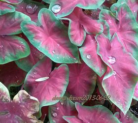 love me leaf me or we don need no stinkin blooms, flowers, gardening, hydrangea