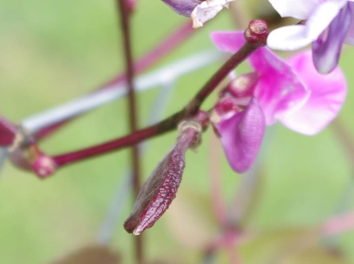 can someone identify this vine for me, flowers, gardening