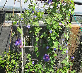 repurposed articles in the garden, gardening, repurposing upcycling