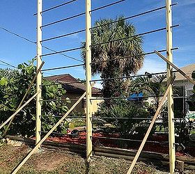 monster trellis for monster vine, diy, gardening, how to, outdoor living, woodworking projects, Going Vertical with temporary supports