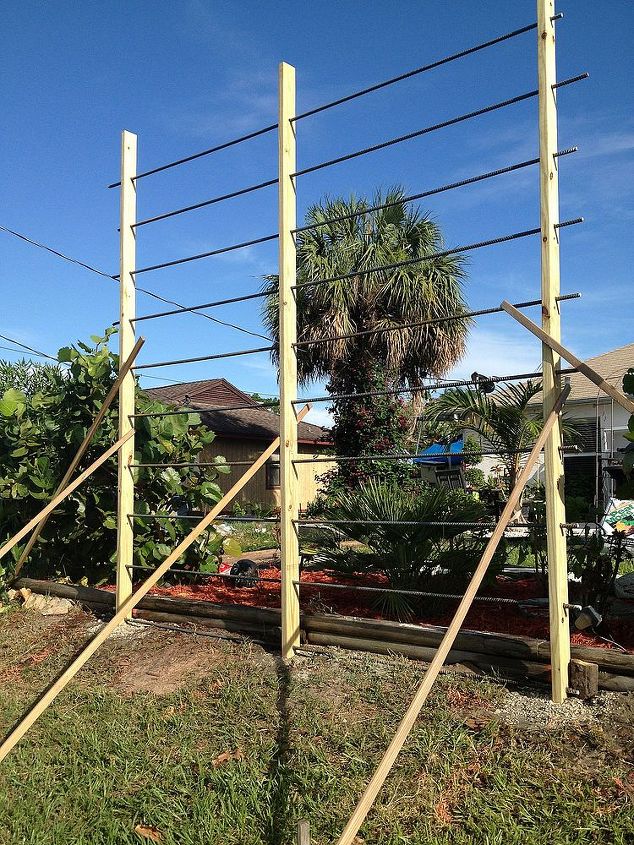 monster trellis for monster vine, diy, gardening, how to, outdoor living, woodworking projects, Going Vertical with temporary supports