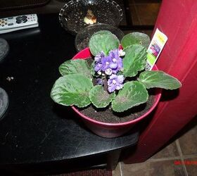 my ideas, flowers, gardening, landscape, MY AFRICAN VIOLET HOUSE PLANT